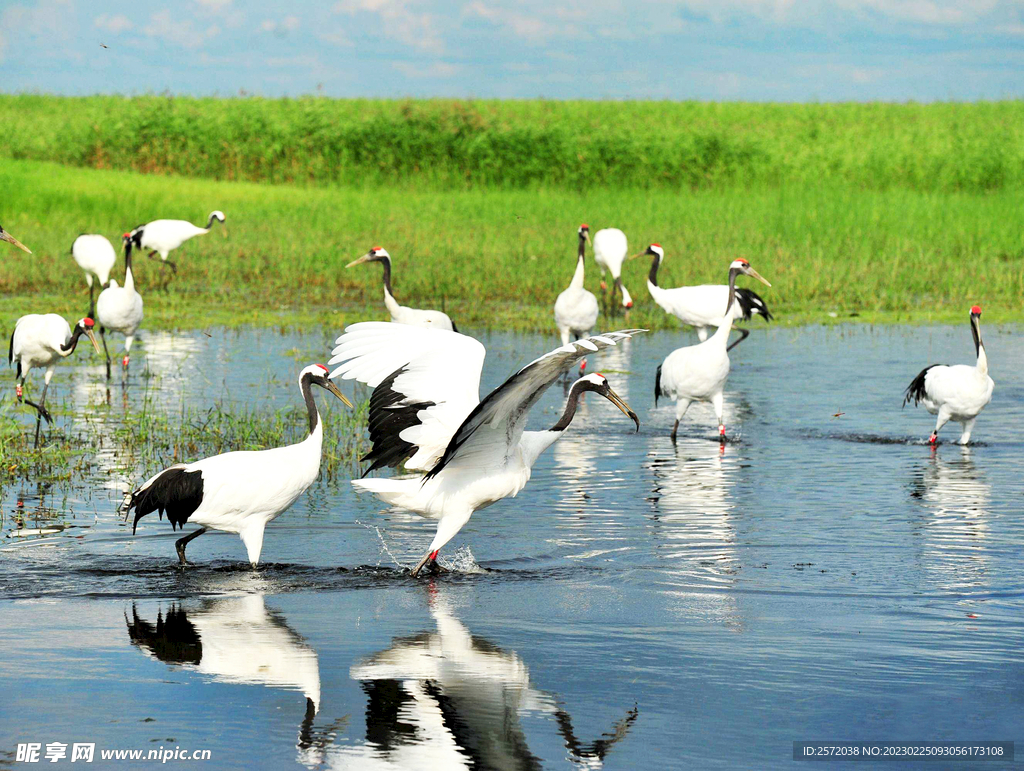 黑龙江扎龙湿地