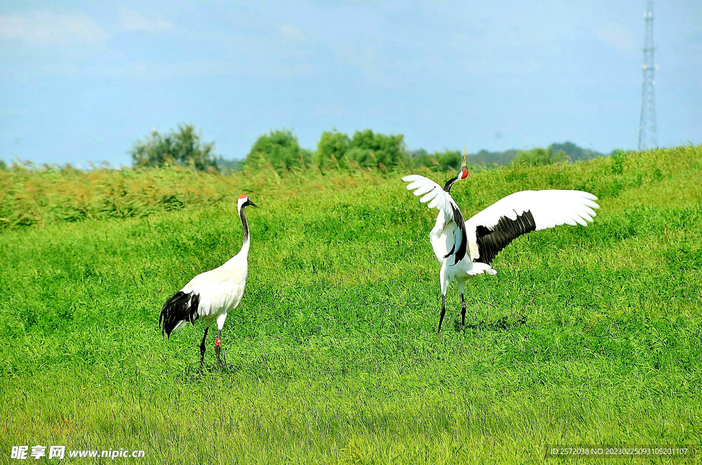 黑龙江扎龙湿地