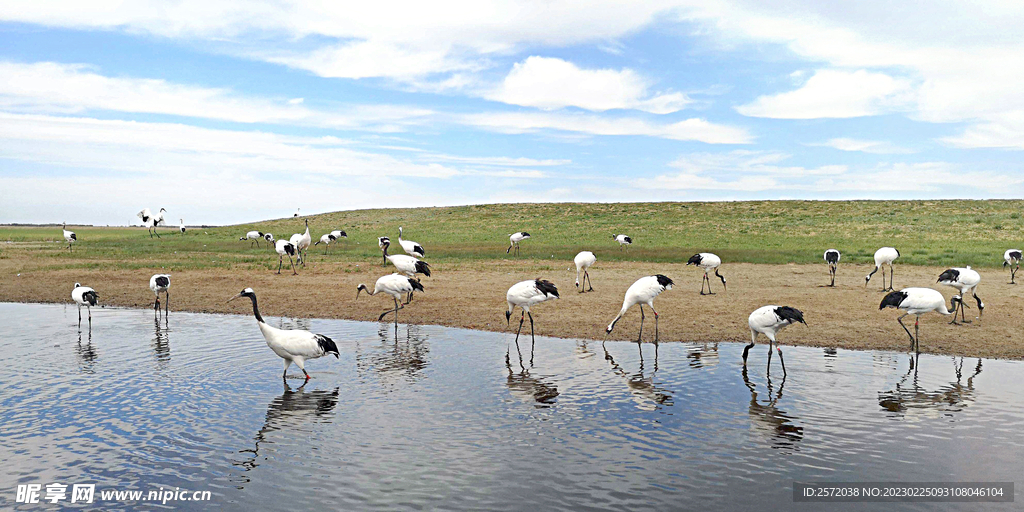 黑龙江扎龙湿地