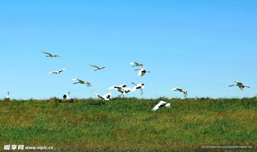 黑龙江扎龙湿地
