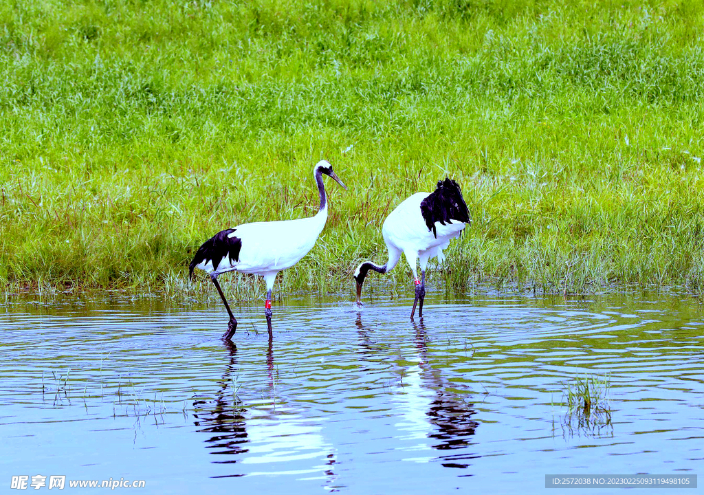 黑龙江扎龙湿地