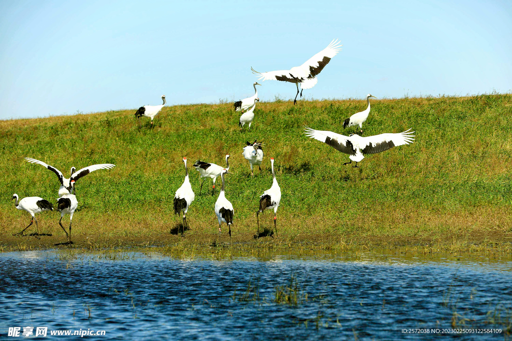 黑龙江扎龙湿地