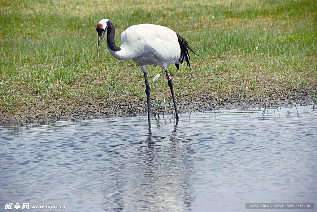 黑龙江扎龙湿地