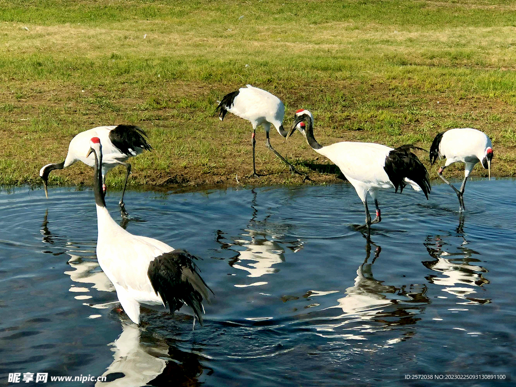 黑龙江扎龙湿地