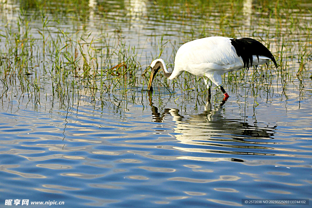 黑龙江扎龙湿地