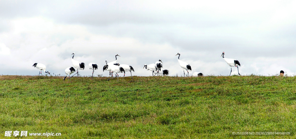 黑龙江扎龙湿地