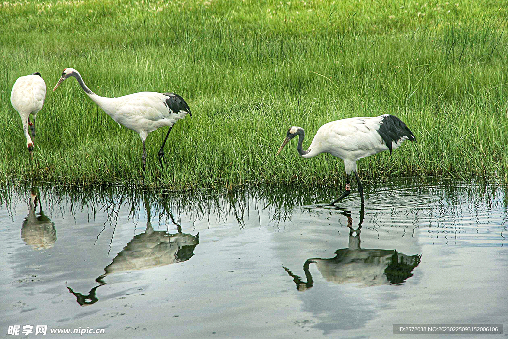 黑龙江扎龙湿地