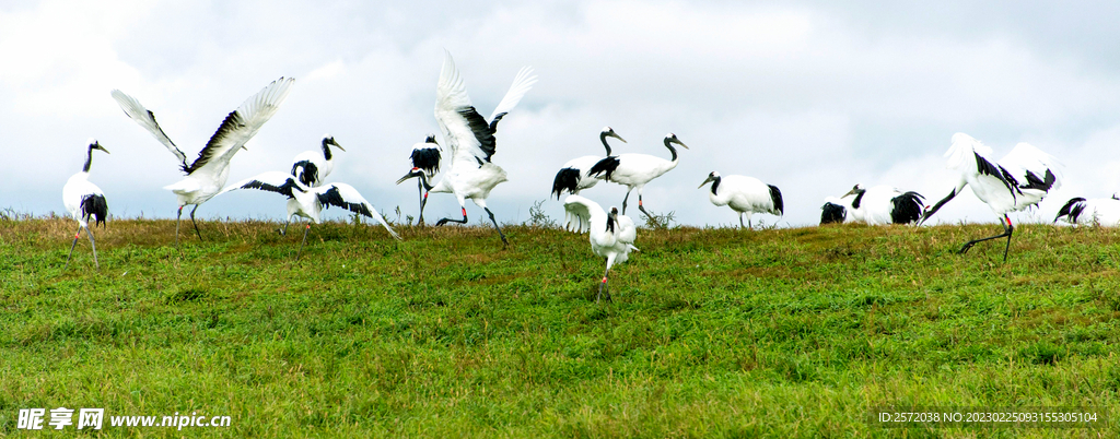 黑龙江扎龙湿地