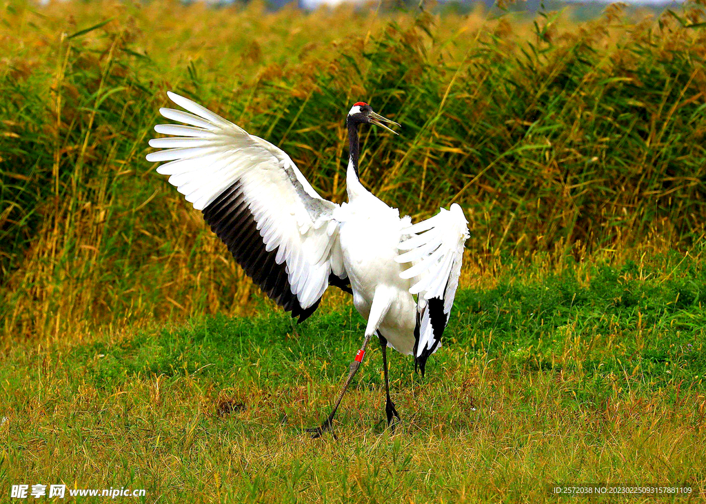 黑龙江扎龙湿地