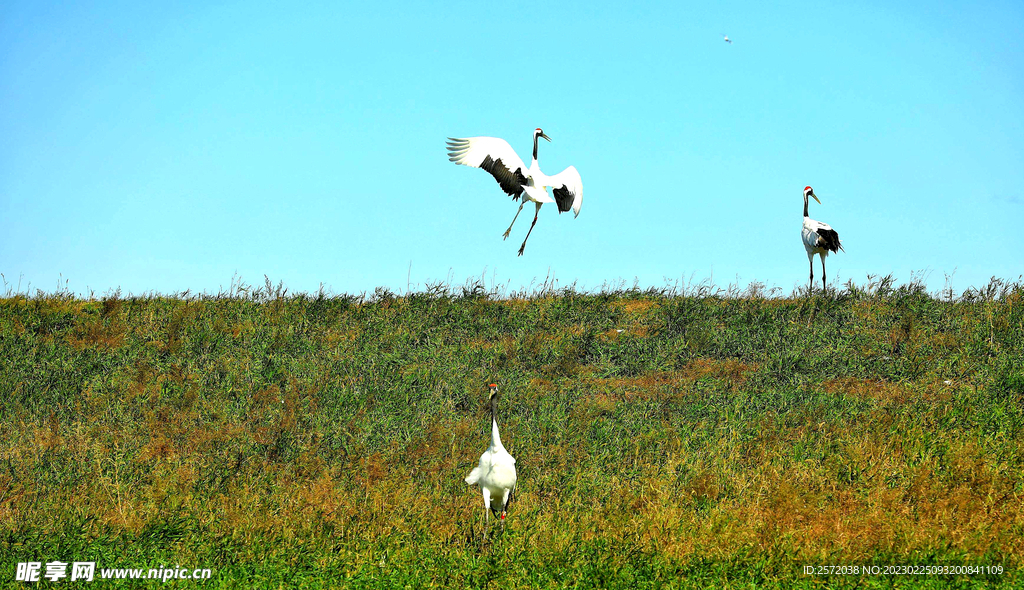 黑龙江扎龙湿地