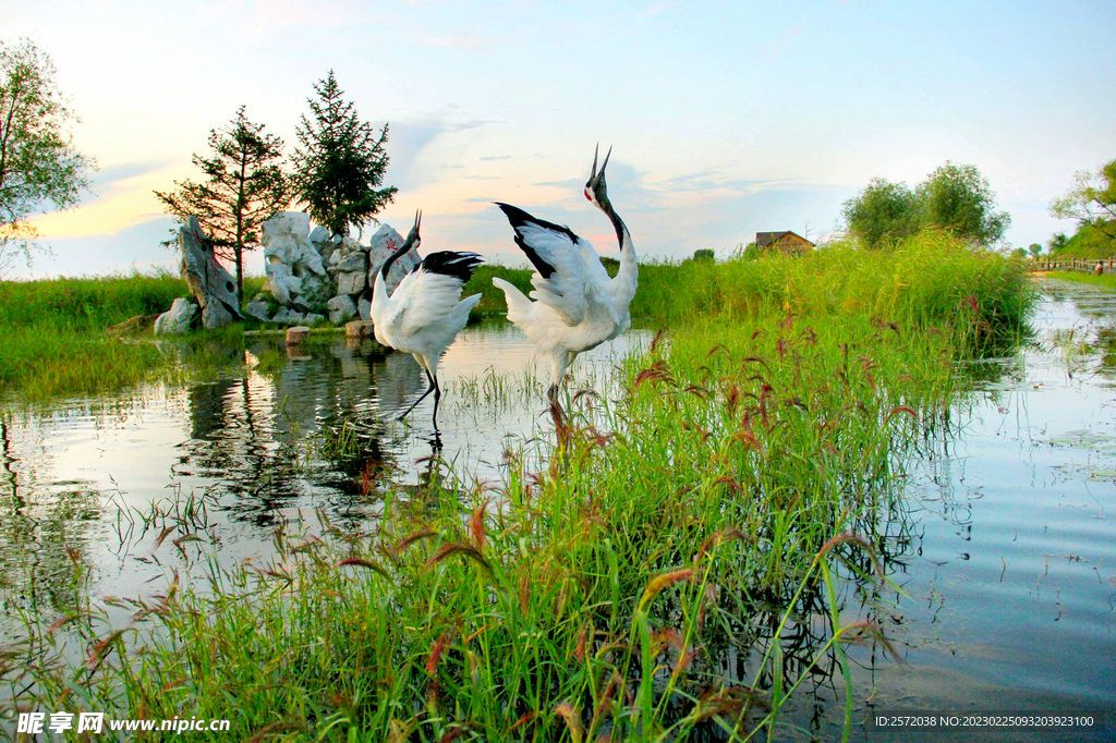 黑龙江扎龙湿地