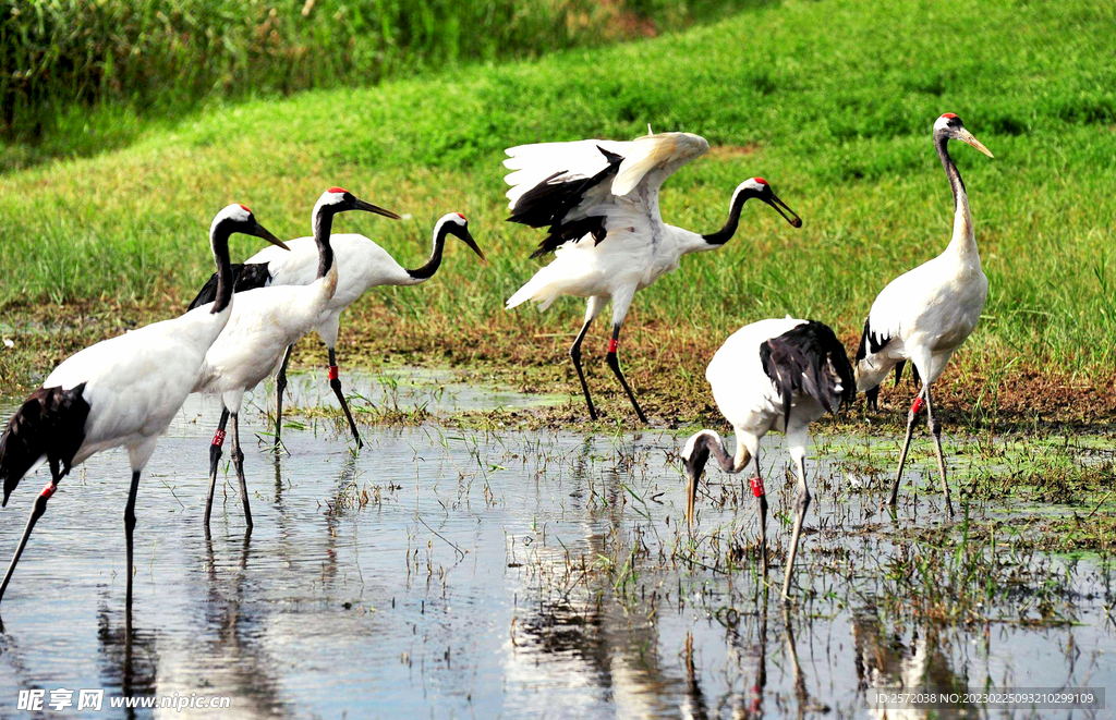 黑龙江扎龙湿地