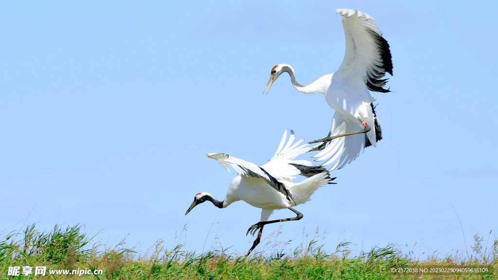 黑龙江扎龙湿地
