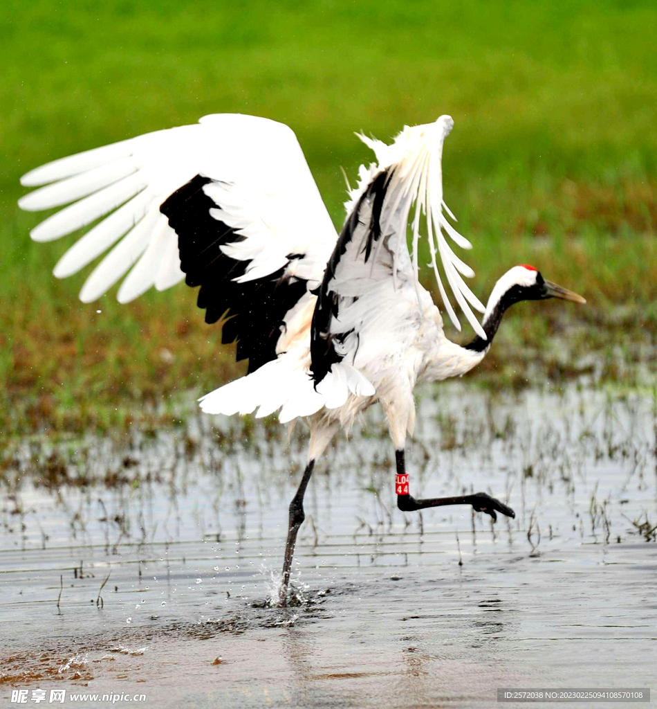 黑龙江扎龙湿地公园
