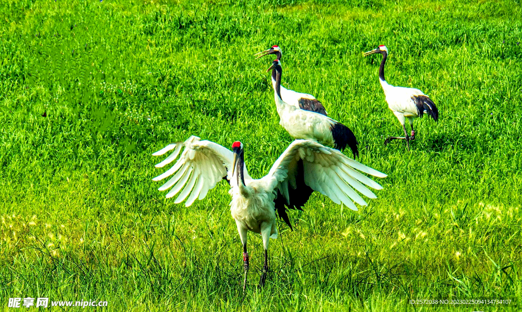 黑龙江扎龙湿地