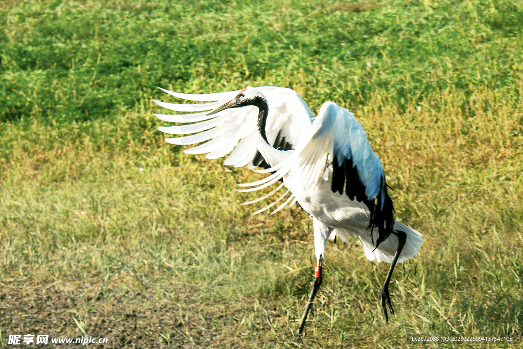 黑龙江扎龙湿地