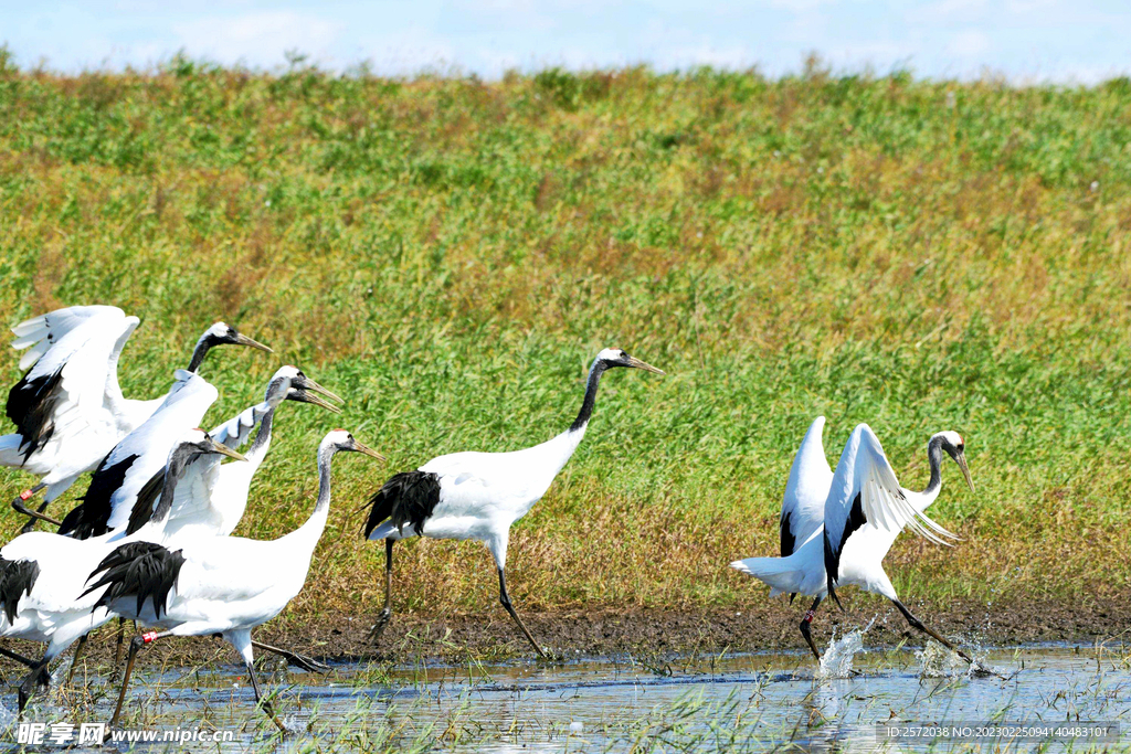 黑龙江扎龙湿地