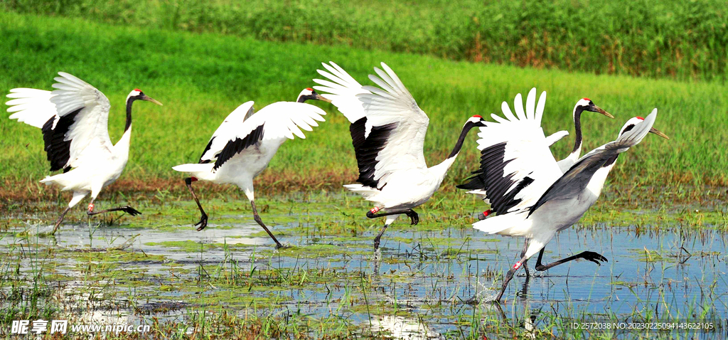 黑龙江扎龙湿地公园