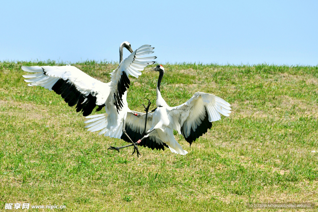 黑龙江扎龙湿地