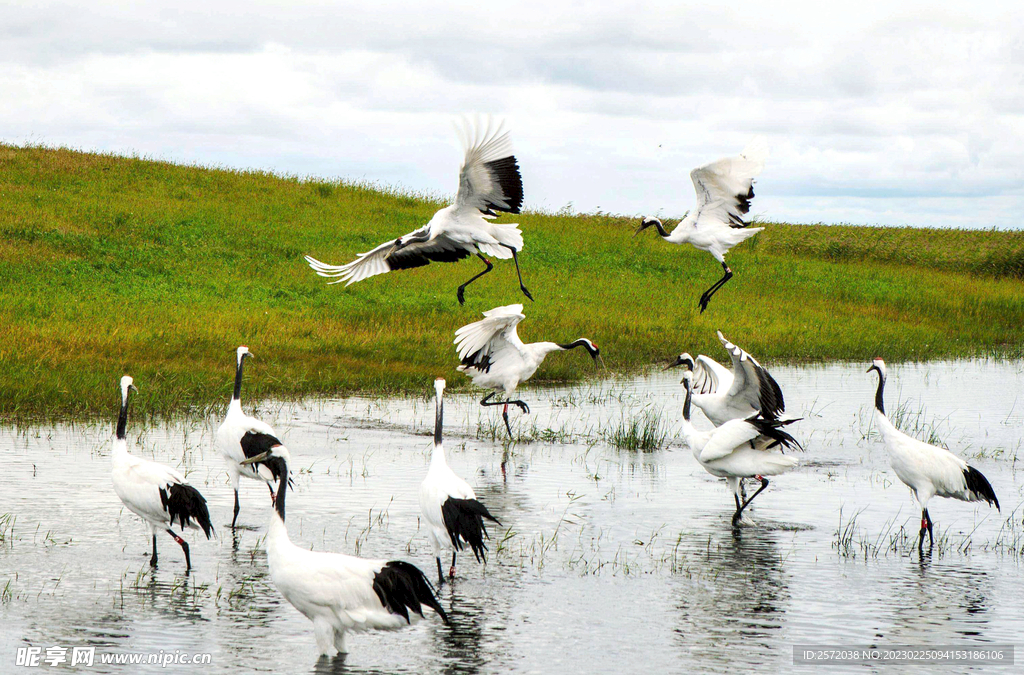 黑龙江扎龙湿地