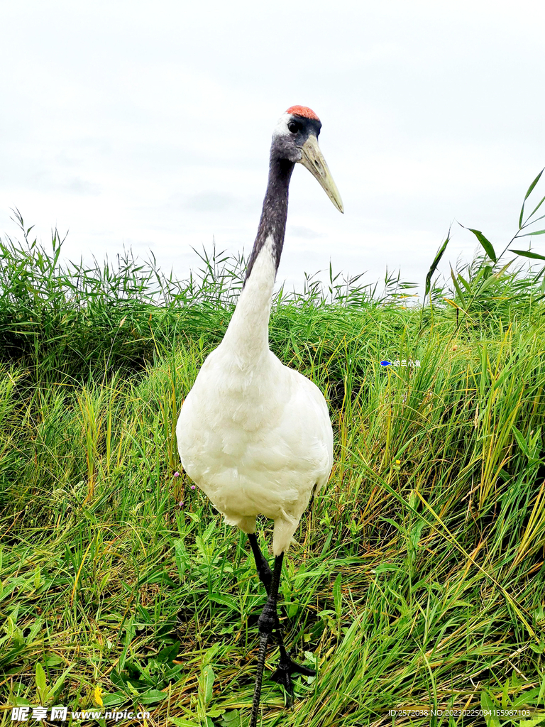 黑龙江扎龙湿地