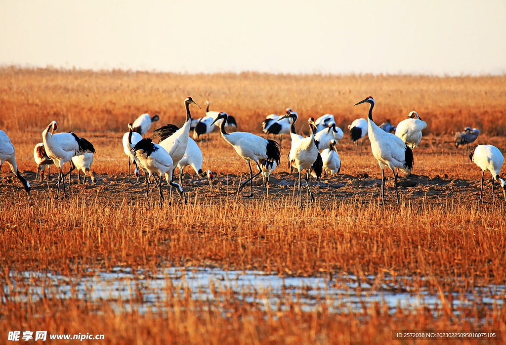 盐城丹顶鹤湿地