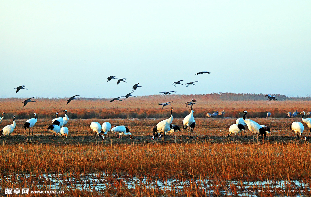 盐城丹顶鹤湿地