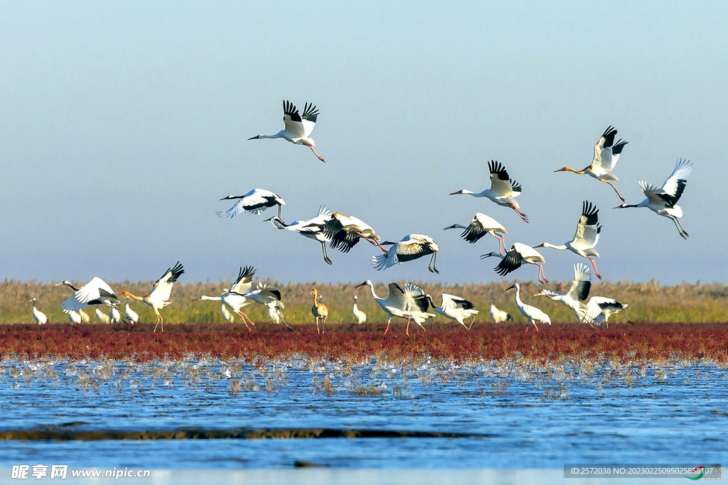盐城丹顶鹤湿地