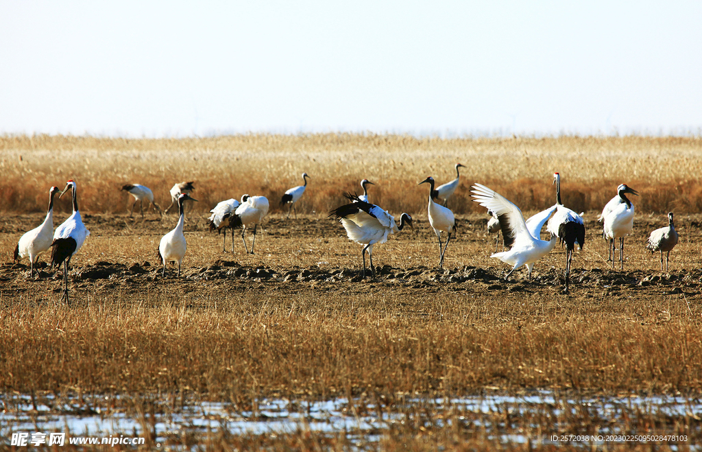 盐城丹顶鹤湿地