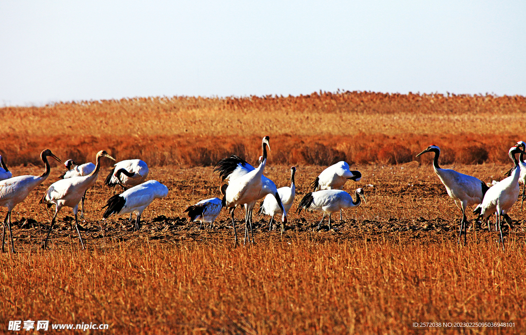 盐城丹顶鹤湿地