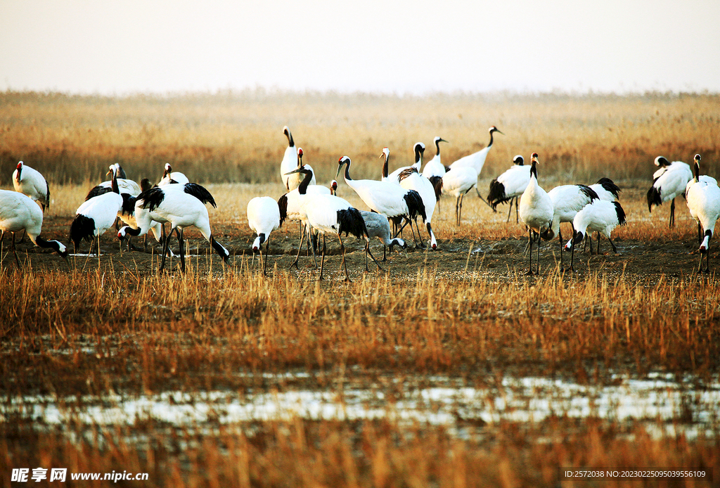 盐城丹顶鹤湿地