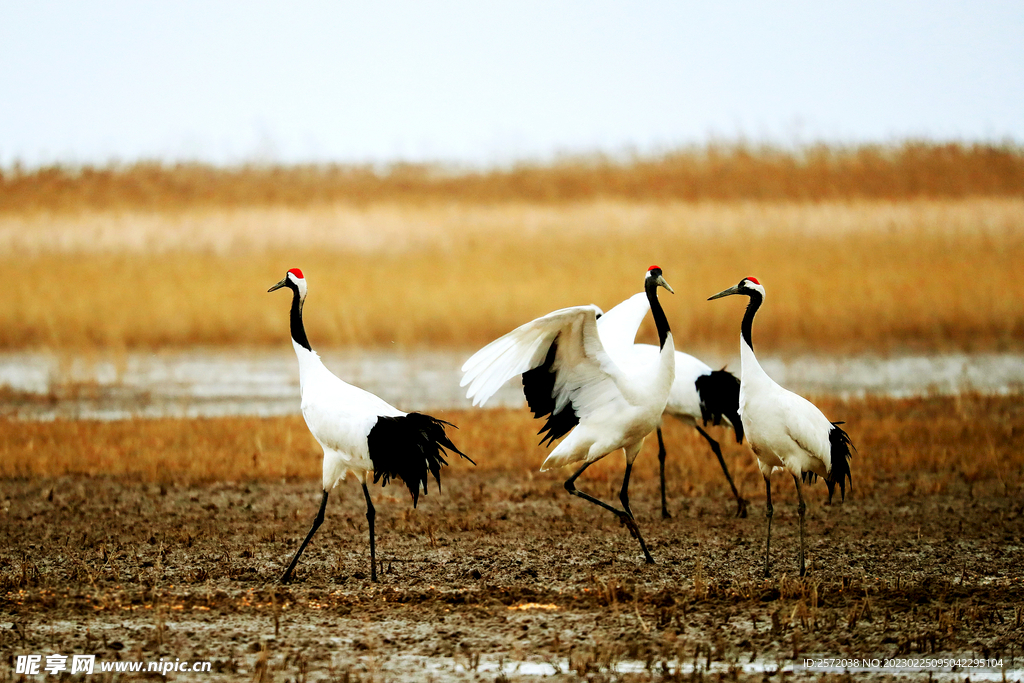 盐城丹顶鹤湿地