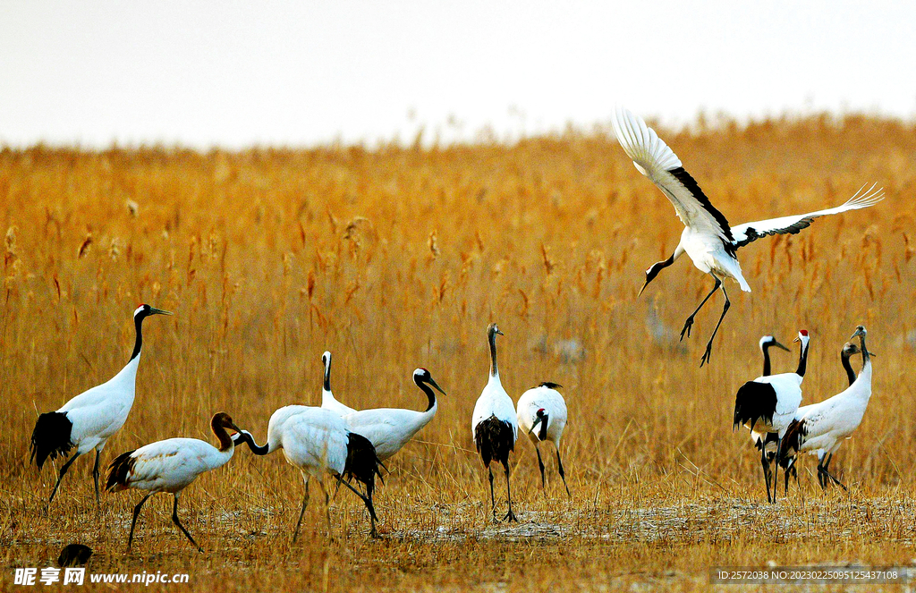 盐城丹顶鹤湿地