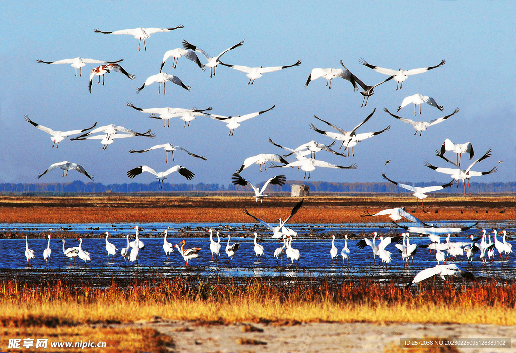 盐城丹顶鹤湿地