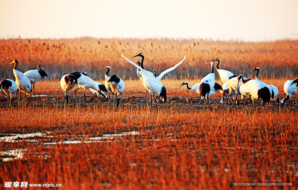 盐城丹顶鹤湿地