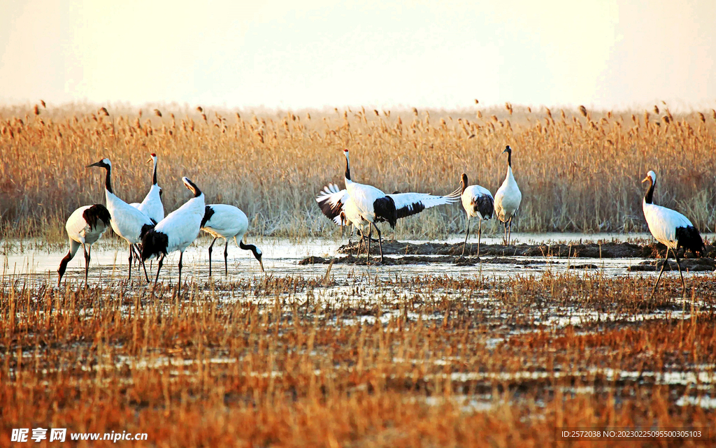 盐城丹顶鹤湿地