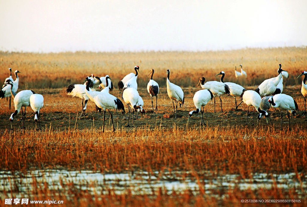 盐城丹顶鹤湿地