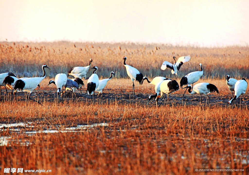 盐城丹顶鹤湿地