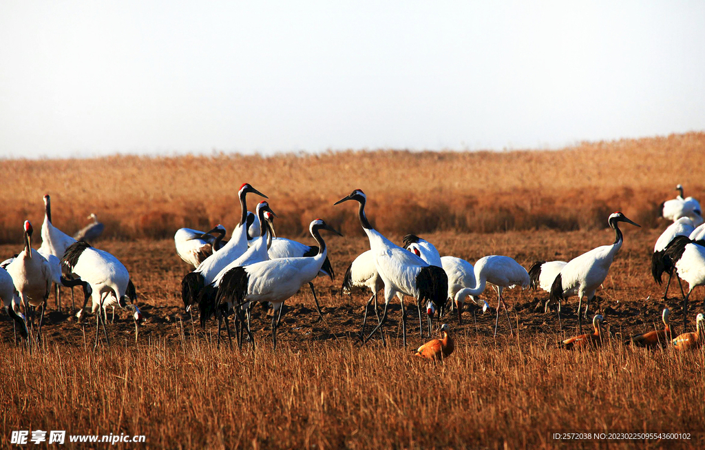 盐城丹顶鹤湿地
