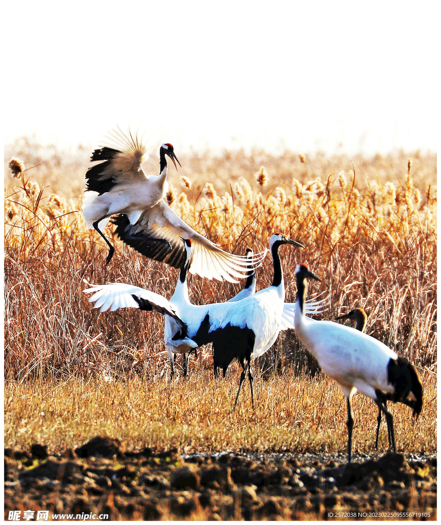 盐城丹顶鹤湿地