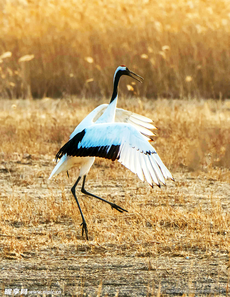 盐城丹顶鹤湿地