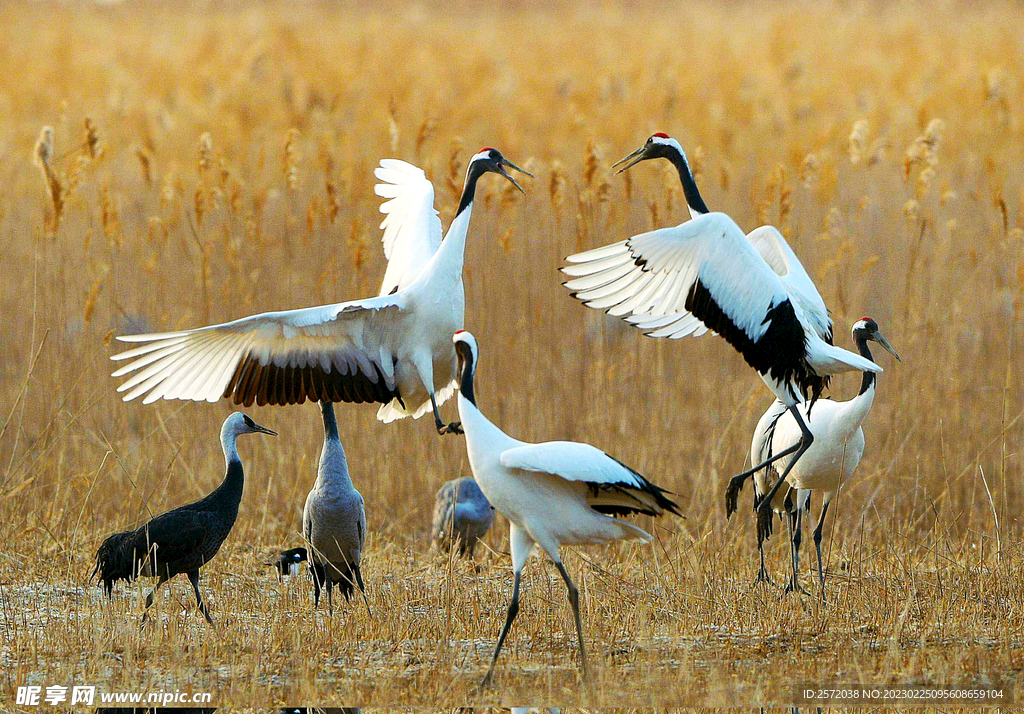 盐城丹顶鹤湿地