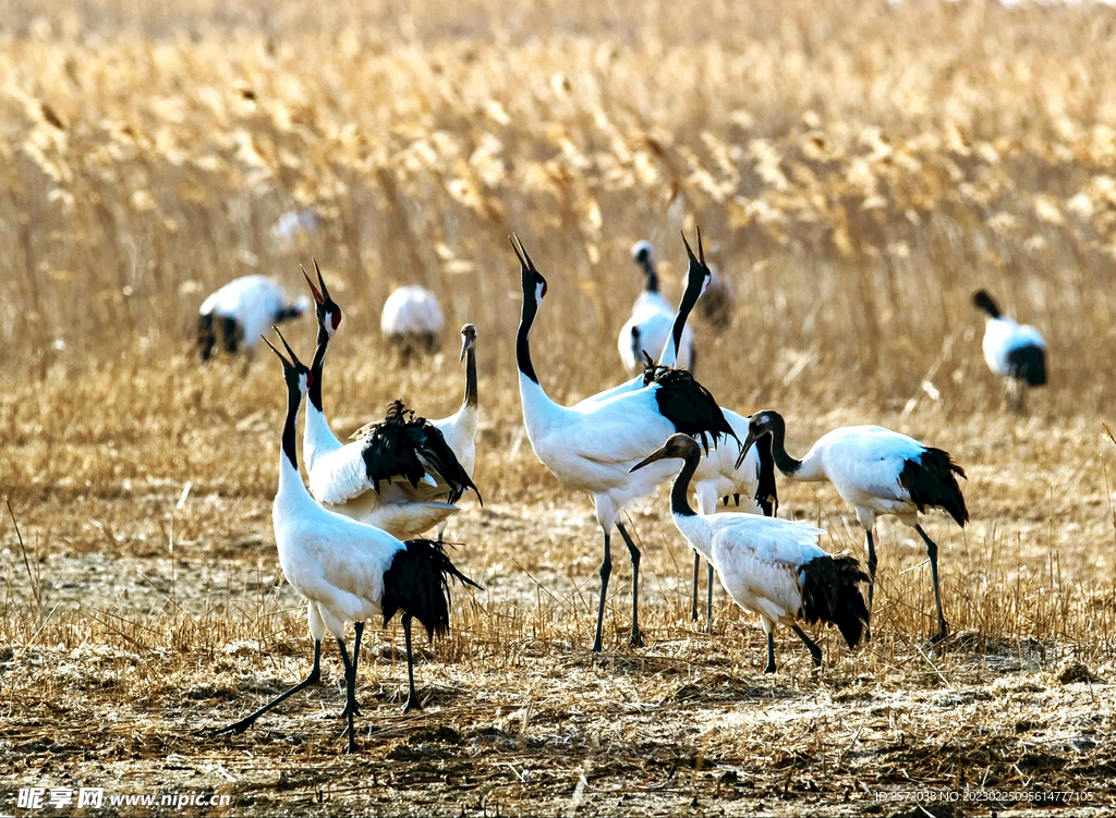 盐城丹顶鹤湿地