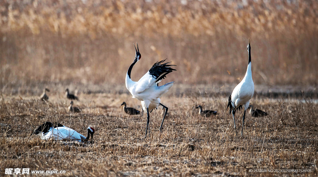 盐城丹顶鹤湿地