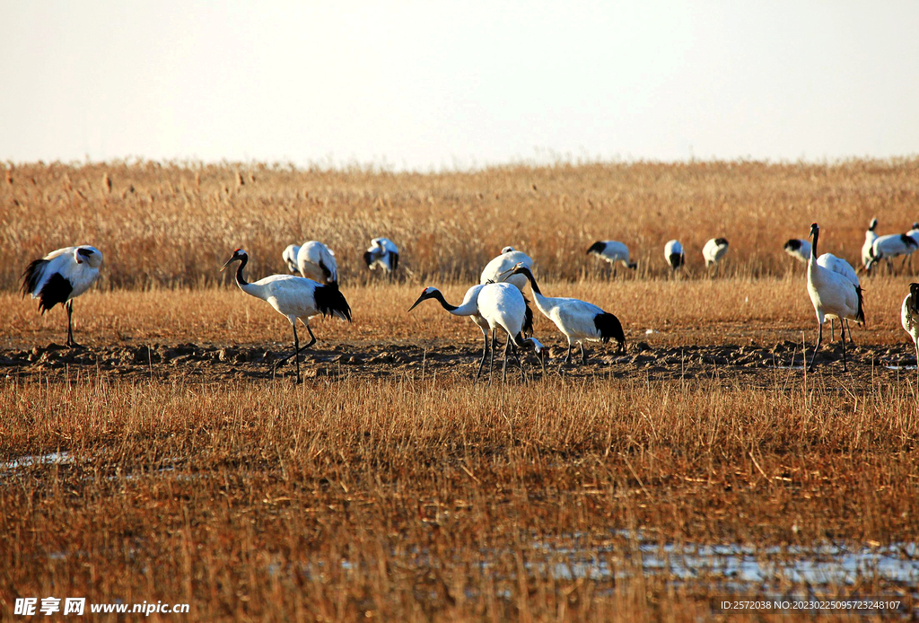 盐城丹顶鹤湿地