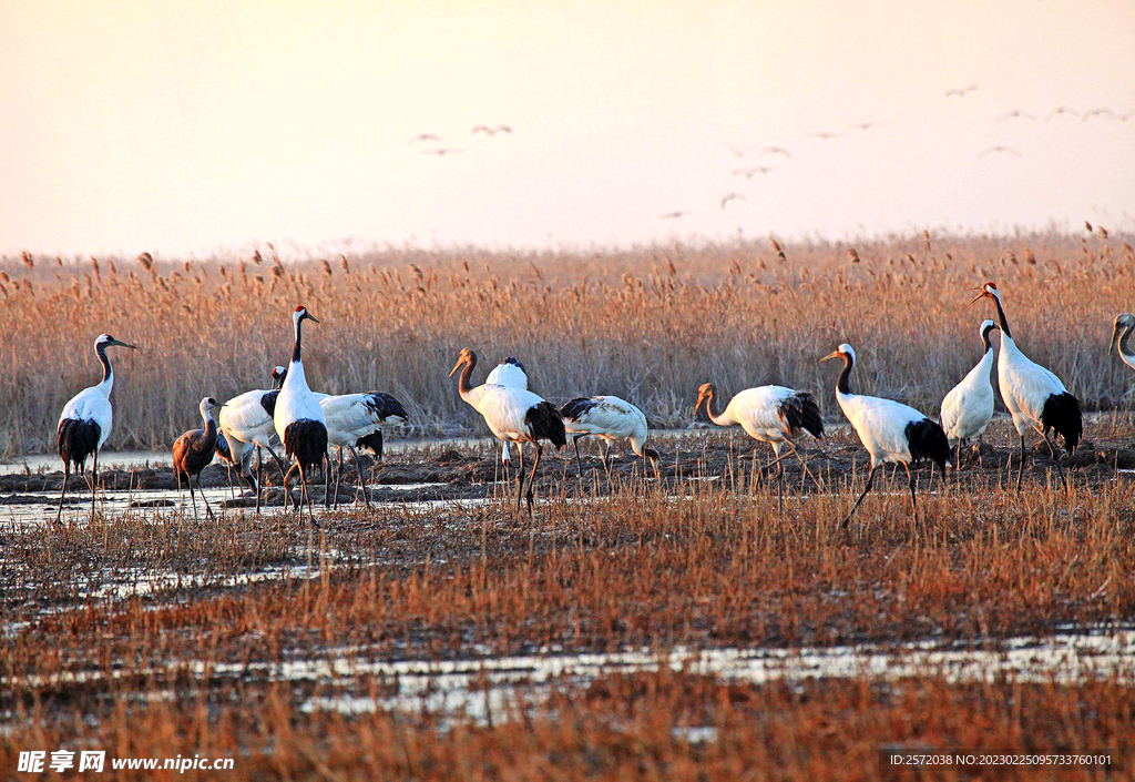 盐城丹顶鹤湿地