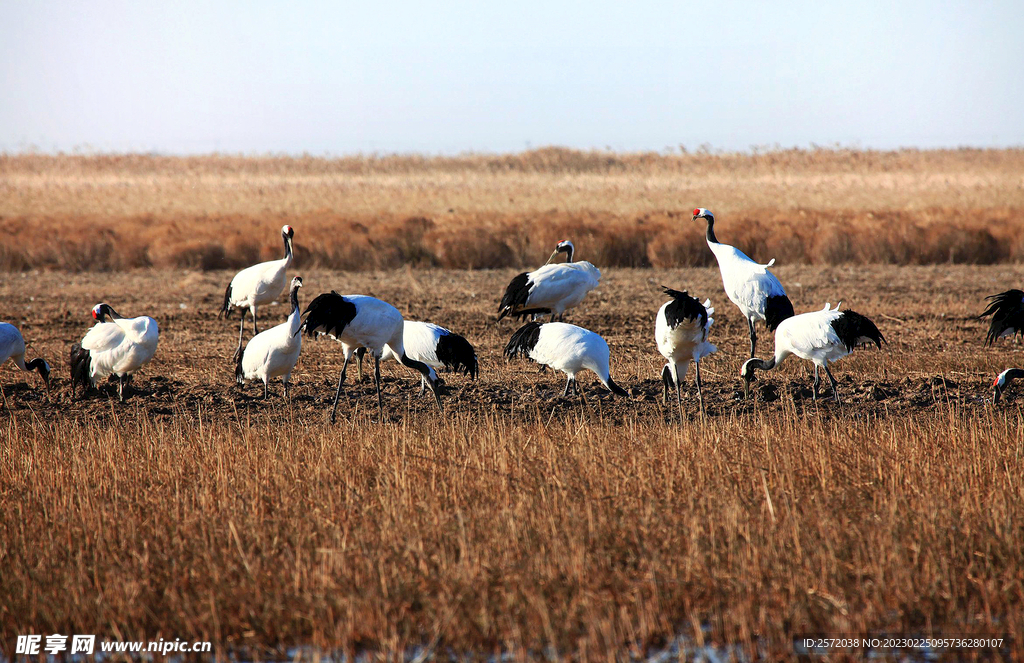 盐城丹顶鹤湿地