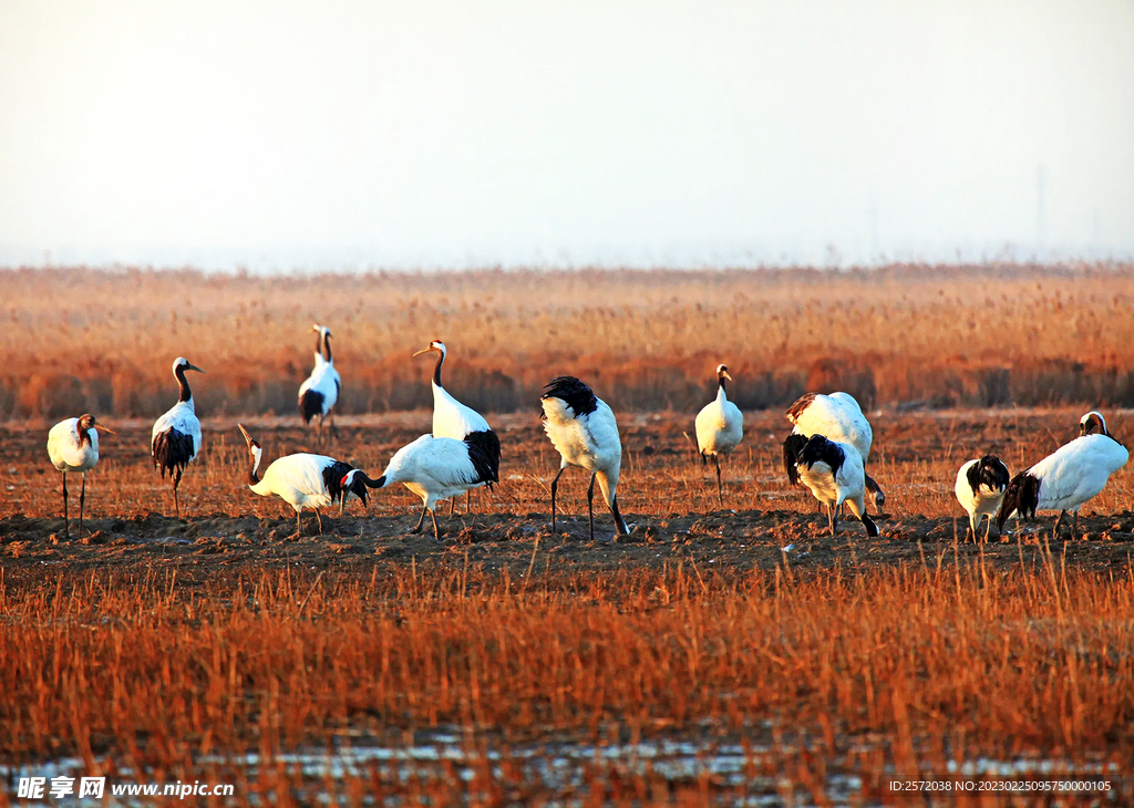 盐城丹顶鹤湿地