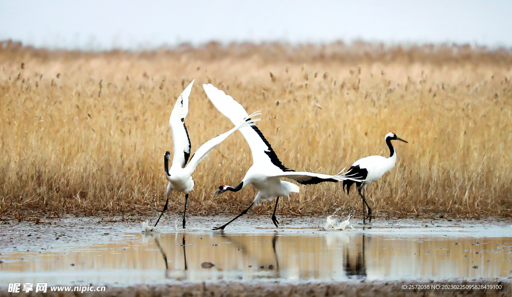 盐城丹顶鹤湿地