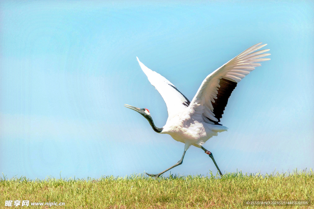 黑龙江扎龙湿地